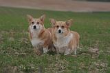 CORGI PEMBROKE 1386